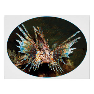 Póster Lionfish, Raja Ampat - design fotográfico