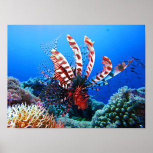 Poster Lionfish tropical bonito