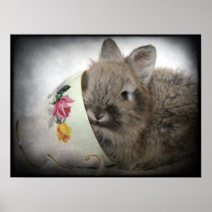 Póster Lionhead Bunny e Teacup