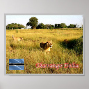 Poster LIONS Okavango Delta -