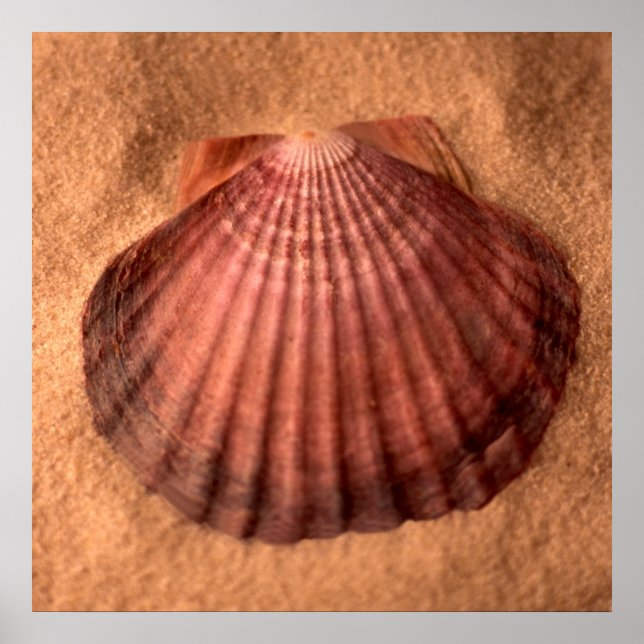 Poster Lions Paw (Frente)