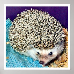 Póster Lioti the hedgehog