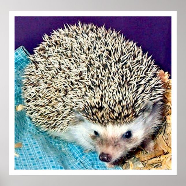 Póster Lioti the hedgehog (Frente)