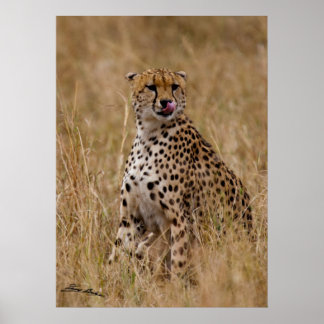 Póster Lip Cheetah desagradável