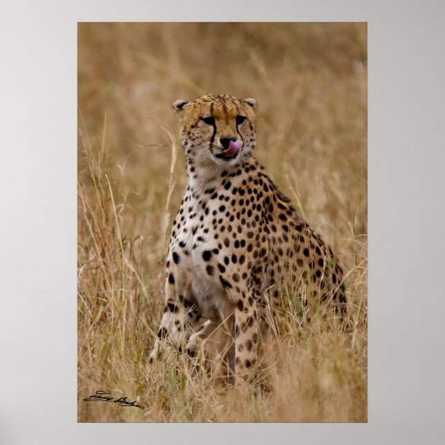 Póster Lip Cheetah desagradável (Frente)