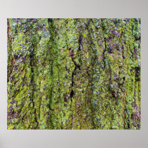 Poster Líquene verde na natureza do latido de árvore
