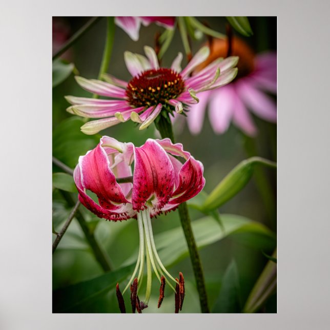 Poster Lírio  (Frente)