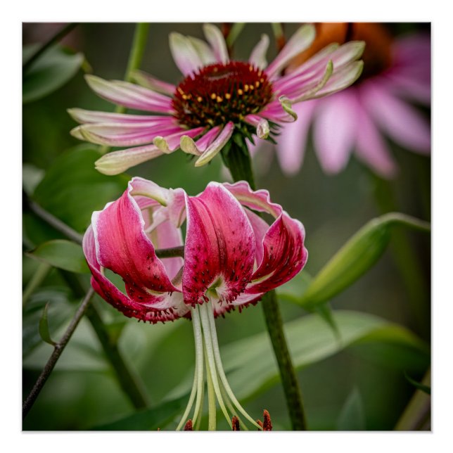 Póster Lírio  (Frente)