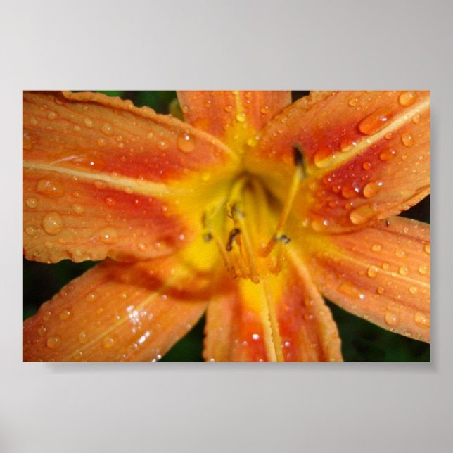 Póster lírio (Frente)