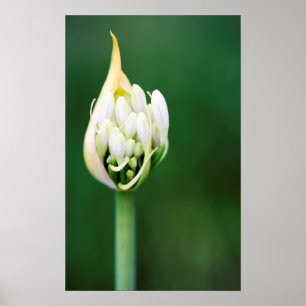 Poster Lírio Africano, Agapanthus Praecox, Cidade do Cabo