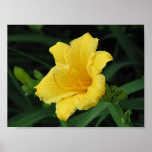 Poster Lírio amarelo