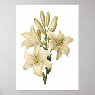 Póster lírio branco (Lilium candidum) por Redouté