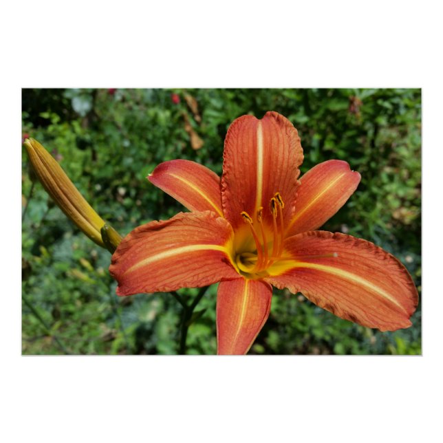 Póster lírio brilhante (Frente)