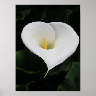 Póster Lírio Calla