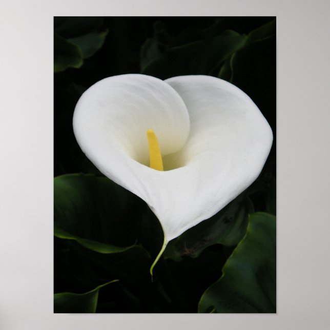 Póster Lírio Calla (Frente)
