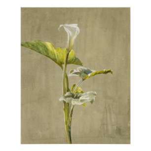 Póster Lírio Calla por Fidelia Bridges