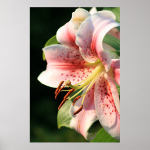 Póster Lírio cor-de-rosa!