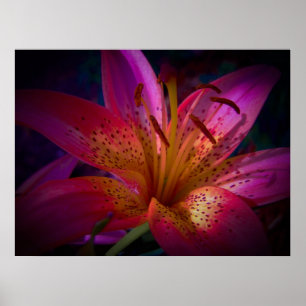 Póster Lírio cor-de-rosa bonito