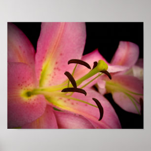 Póster Lírio cor-de-rosa da perfeição