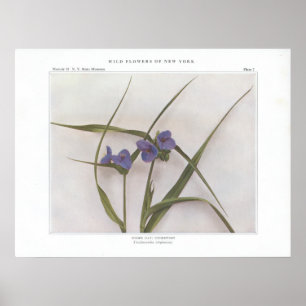 Póster Lírio da aranha; Spiderwort - virginiana do