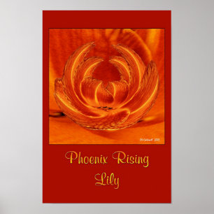 Póster Lírio da ascensão de Phoenix