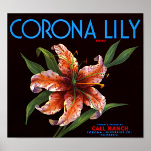 Poster Lírio da corona