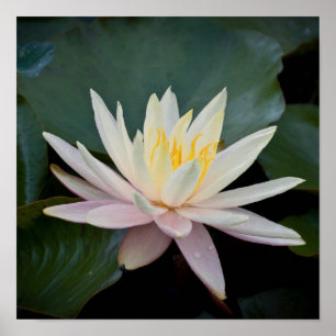 Póster Lírio de água de Bangladesh