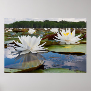 Póster Lírio de Água Fragrante (Nymphaea Odorata) no Cadd