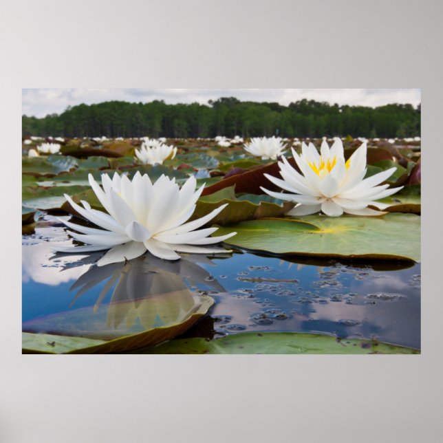 Póster Lírio de Água Fragrante (Nymphaea Odorata) no Cadd (Frente)