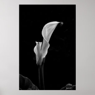 Póster Lírio de Calla