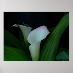 Póster lírio de calla