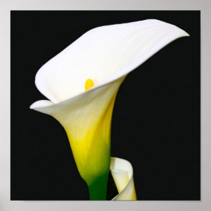 PÓSTER LÍRIO DE CALLA