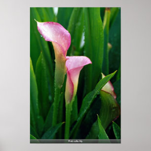 Poster Lírio de calla cor-de-rosa