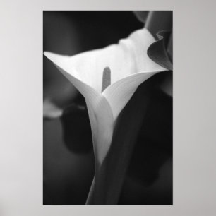 Poster Lírio de Calla em preto e branco