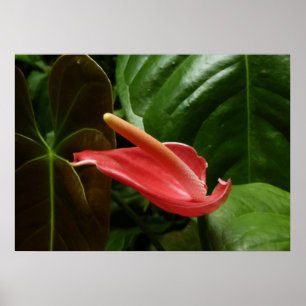Póster Lírio de Calla Rosa Elegante Floral
