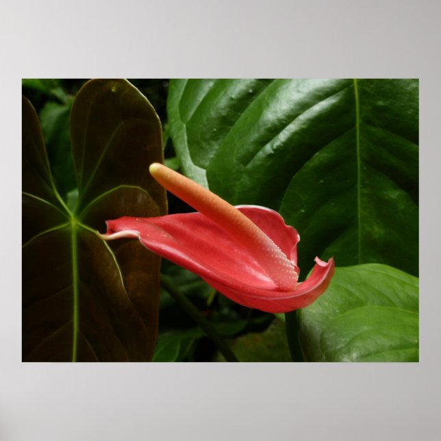 Póster Lírio de Calla Rosa Elegante Floral (Frente)