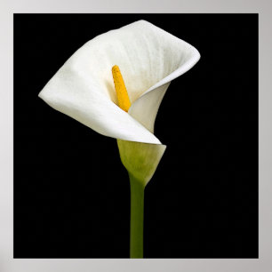 Póster Lírio elegante de Cala