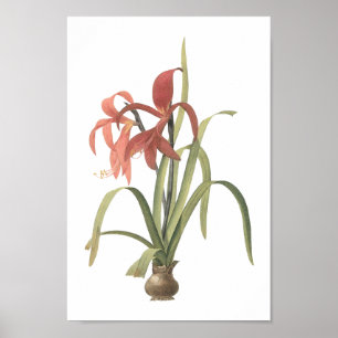 Póster lírio jacobean (formosissima do Amaryllis) por