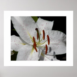 Poster Lírio Oriental Branco Floral Fotográfico