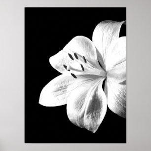 Poster Lírio preto e branco