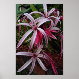 Poster Lírio roxo de Crinum da rainha Emma