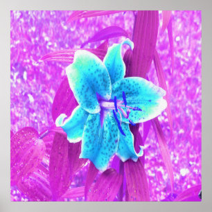 Poster Lírio Stargazer Azul Água Bonito no Roxo