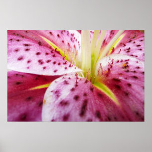 Poster Lírio Stargazer Bright Magenta Floral