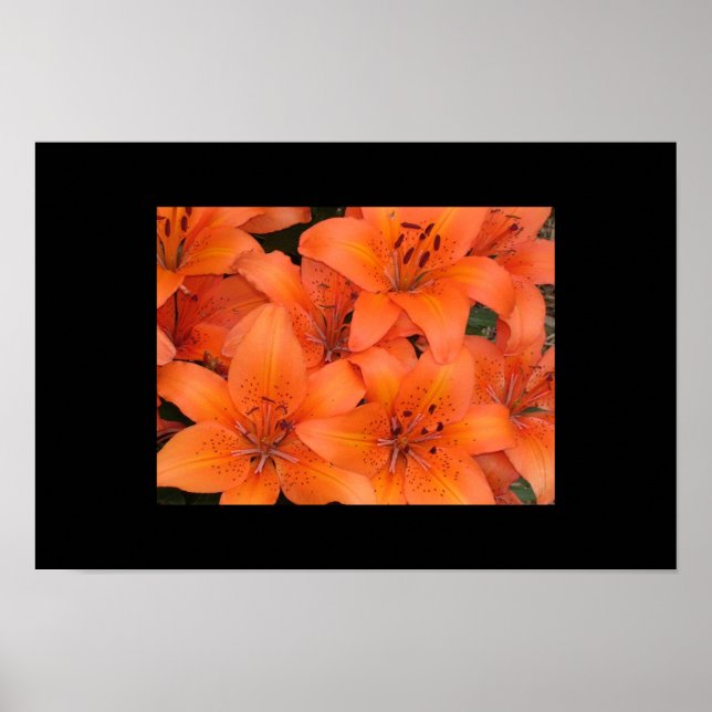 Poster Lírios (Frente)