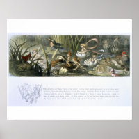 Lírios-Água e Fadas-Água, ilustração de