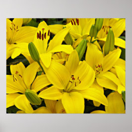Poster Lírios Asiáticos Amarelos Fotografia Floral