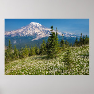 Póster Lírios avalanche e Monte Rainier