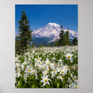 Póster Lírios avalanche e Monte Rainier 2