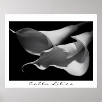 Lírios Calla em B&W