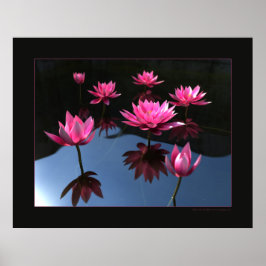 Póster Lírios de água